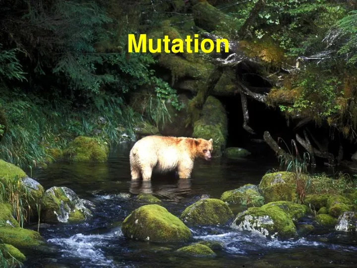 mutation