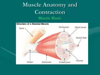 Muscle Anatomy and Contraction  Muscle Music
