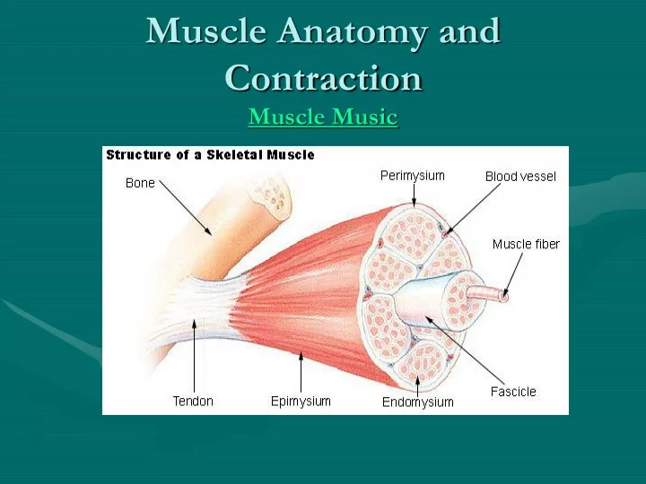 muscle anatomy and contraction muscle music