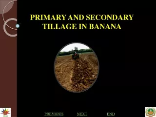 PRIMARY AND SECONDARY TILLAGE IN BANANA