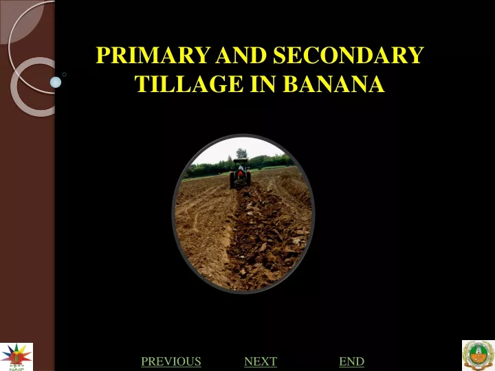 primary and secondary tillage in banana