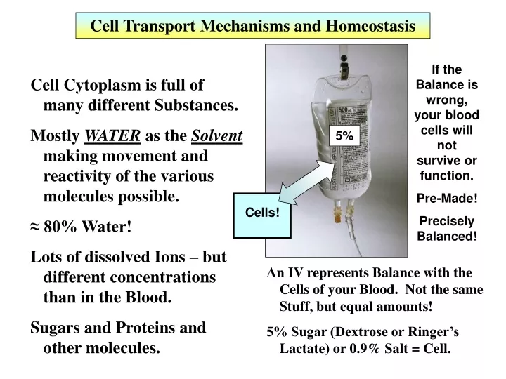 cell transport mechanisms and homeostasis