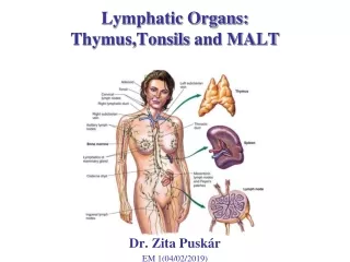 Lymphatic Organs:  Thymus,Tonsils  and MALT