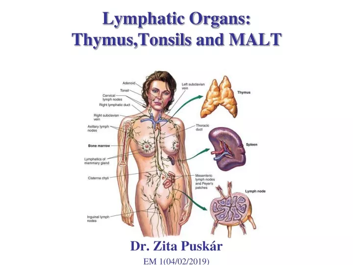 lymphatic organs thymus tonsils and malt