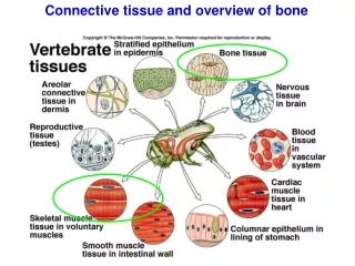 Connective tissue and overview of bone