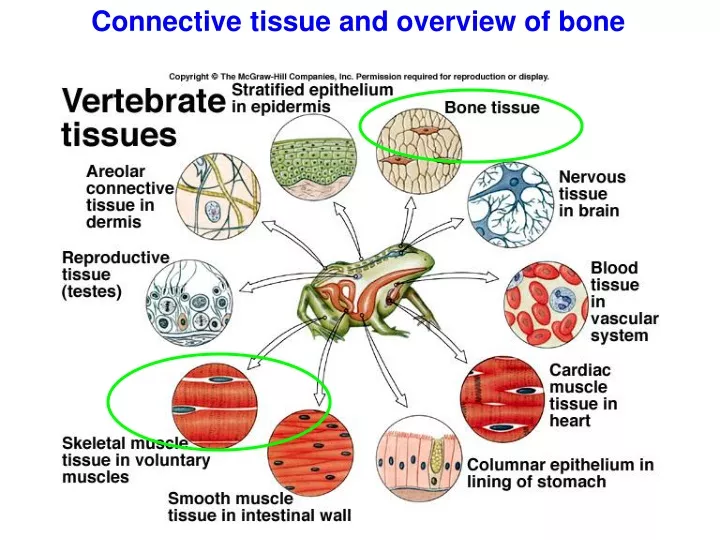 connective tissue and overview of bone