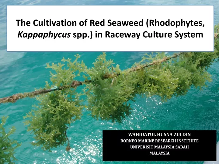 the cultivation of red seaweed rhodophytes kappaphycus spp in raceway culture system