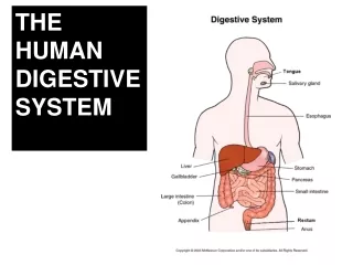 THE  HUMAN DIGESTIVE SYSTEM