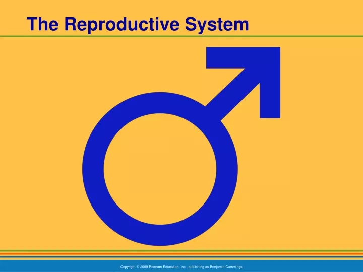 the reproductive system