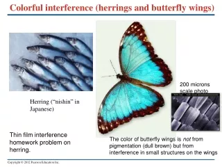 Colorful interference (herrings and butterfly wings)