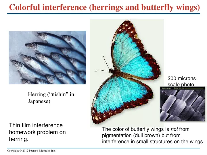 colorful interference herrings and butterfly wings