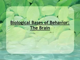 Biological Bases of Behavior:  The Brain