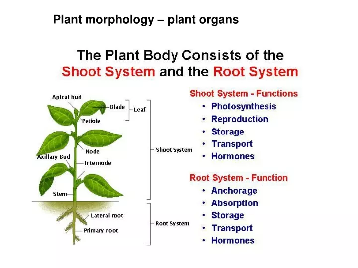 plant morphology plant organs