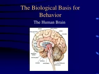 PPT - Biological Basis Of Behavior PowerPoint Presentation, Free ...