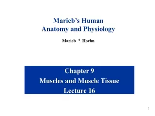 Chapter 9 Muscles and Muscle Tissue Lecture 16