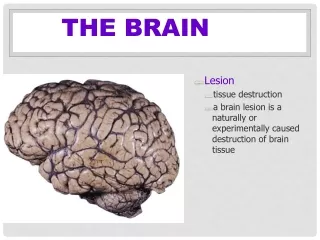 The Brain