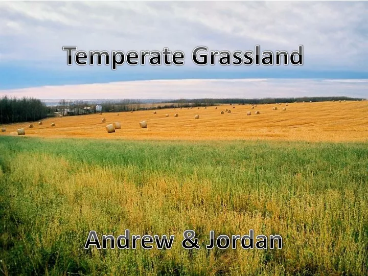 temperate grassland