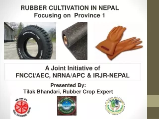 RUBBER CULTIVATION IN NEPAL Focusing on  Province 1