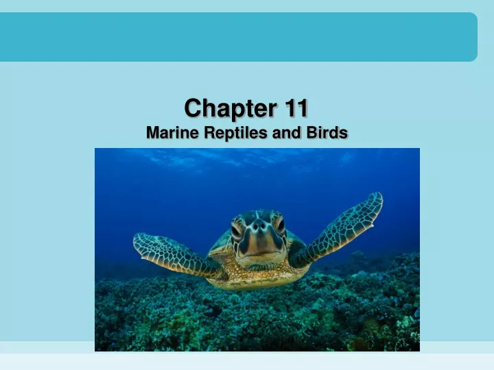chapter 11 marine reptiles and birds