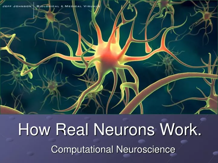 how real neurons work