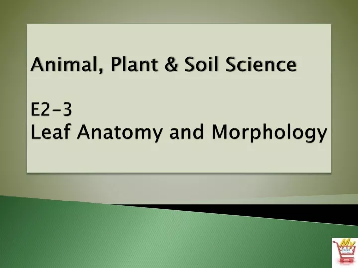 animal plant soil science e2 3 leaf anatomy and morphology