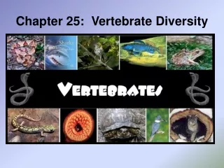 Chapter 25:  Vertebrate Diversity