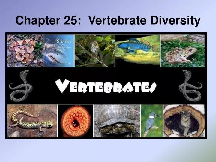chapter 25 vertebrate diversity