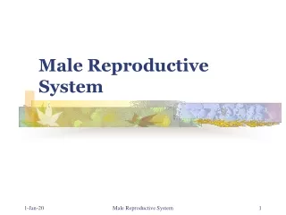 Male Reproductive System