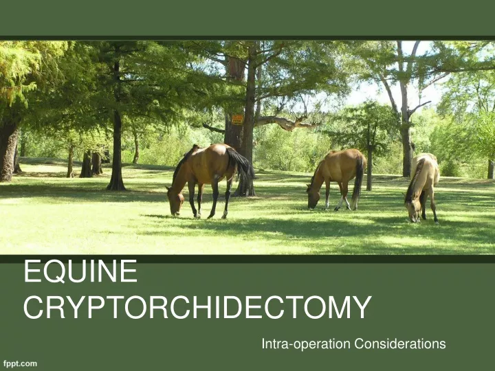 equine cryptorchidectomy