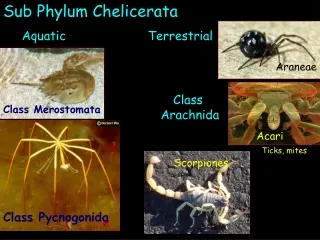 Sub Phylum Chelicerata