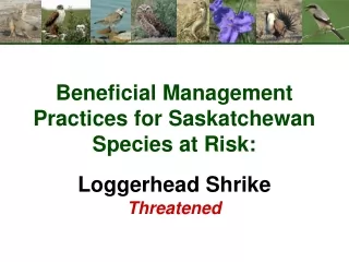 Beneficial Management Practices for Saskatchewan Species at Risk: Loggerhead Shrike Threatened