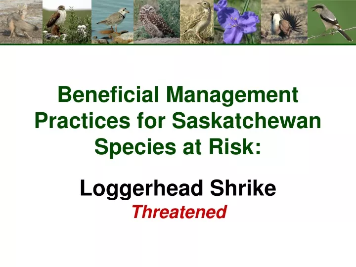 beneficial management practices for saskatchewan species at risk loggerhead shrike threatened