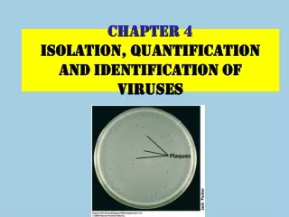 CHAPTER 4  ISOLATION, QUANTIFICATION AND identification OF VIRUSES