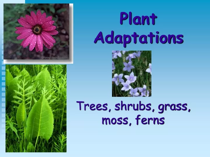 plant adaptations