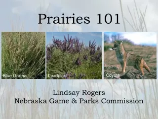 Prairies 101