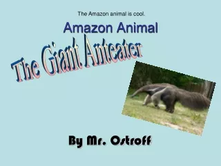 Amazon Animal