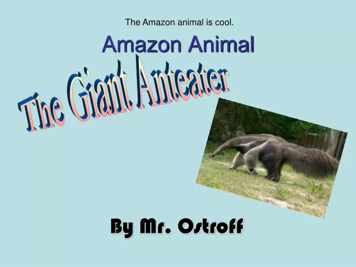 amazon animal