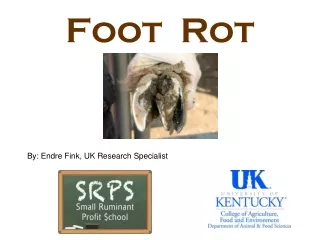 Foot  Rot
