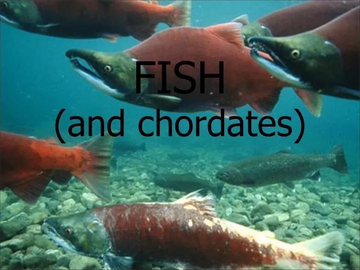 fish and chordates