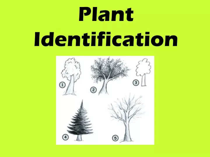 plant identification