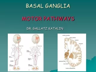 BASAL GANGLIA MOTOR PATHWAYS