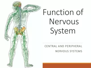 Function of  Nervous System
