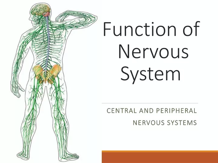 function of nervous system