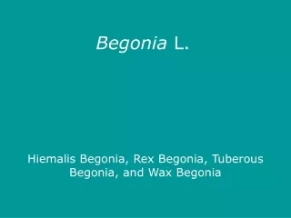 Begonia  L.