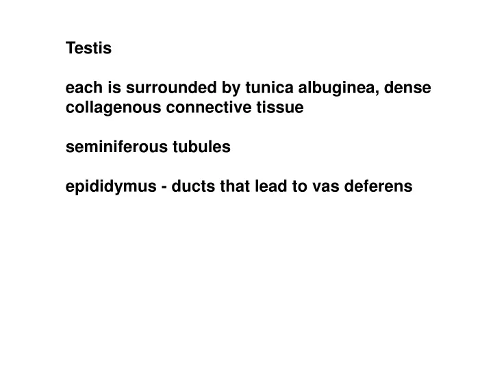 testis each is surrounded by tunica albuginea
