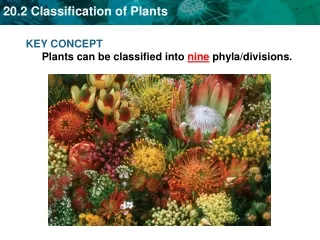 KEY CONCEPT Plants can be classified into  nine  phyla/divisions.