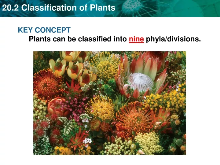 key concept plants can be classified into nine