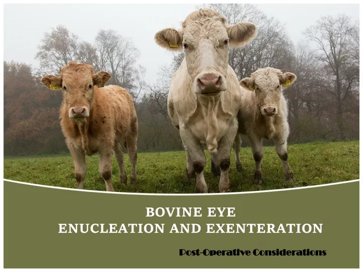 bovine eye enucleation and exenteration
