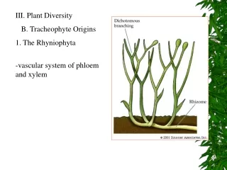 III. Plant Diversity    B. Tracheophyte Origins 1. The Rhyniophyta