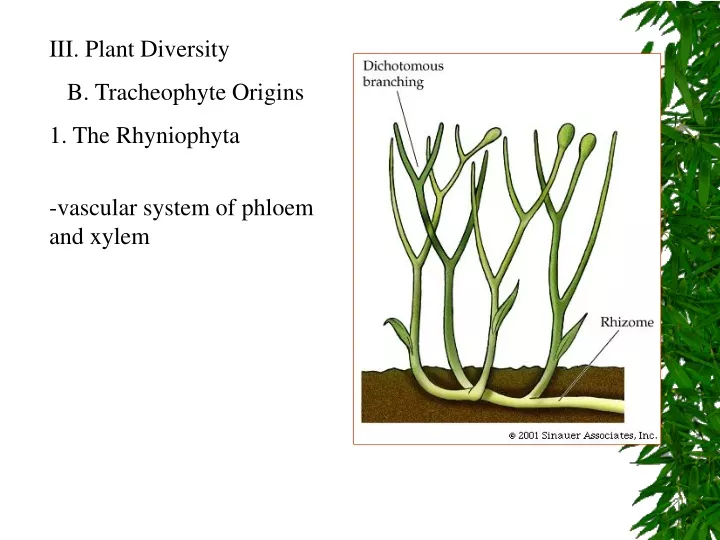 iii plant diversity b tracheophyte origins